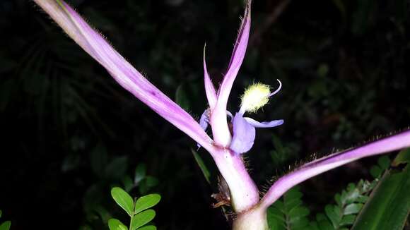 Image of Coleotrype madagascarica C. B. Clarke