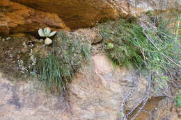 Image of Drimia uniflora J. C. Manning & Goldblatt