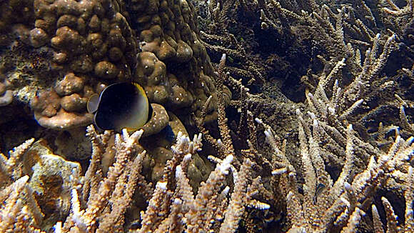 Image of Greytail angelfish