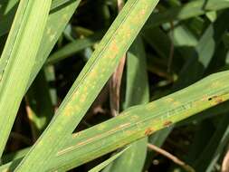 Image de Puccinia hemerocallidis Thüm. 1880