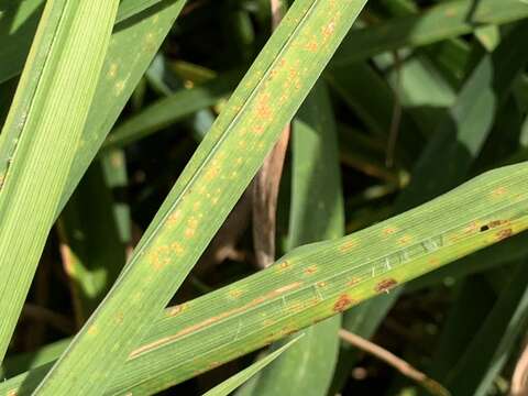 Image of Rust fungus