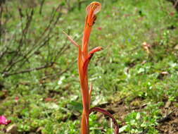 Gladiolus abbreviatus Andrews resmi