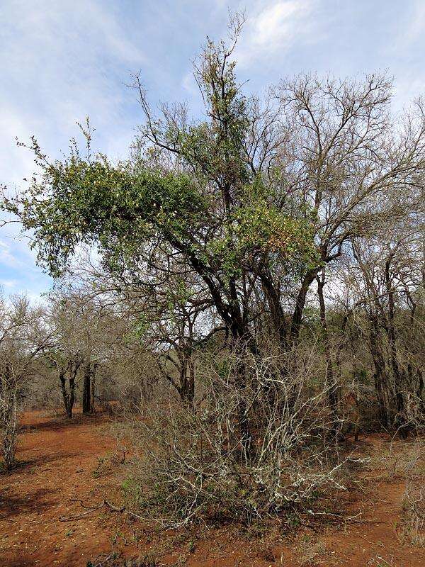 Image of African caper