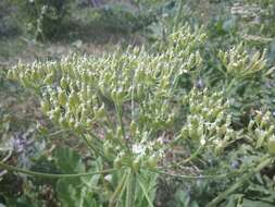 Image of Heracleum grandiflorum Stev. ex Bieb.