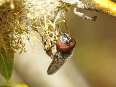 Image of Platycheirus obscurus (Say 1824)