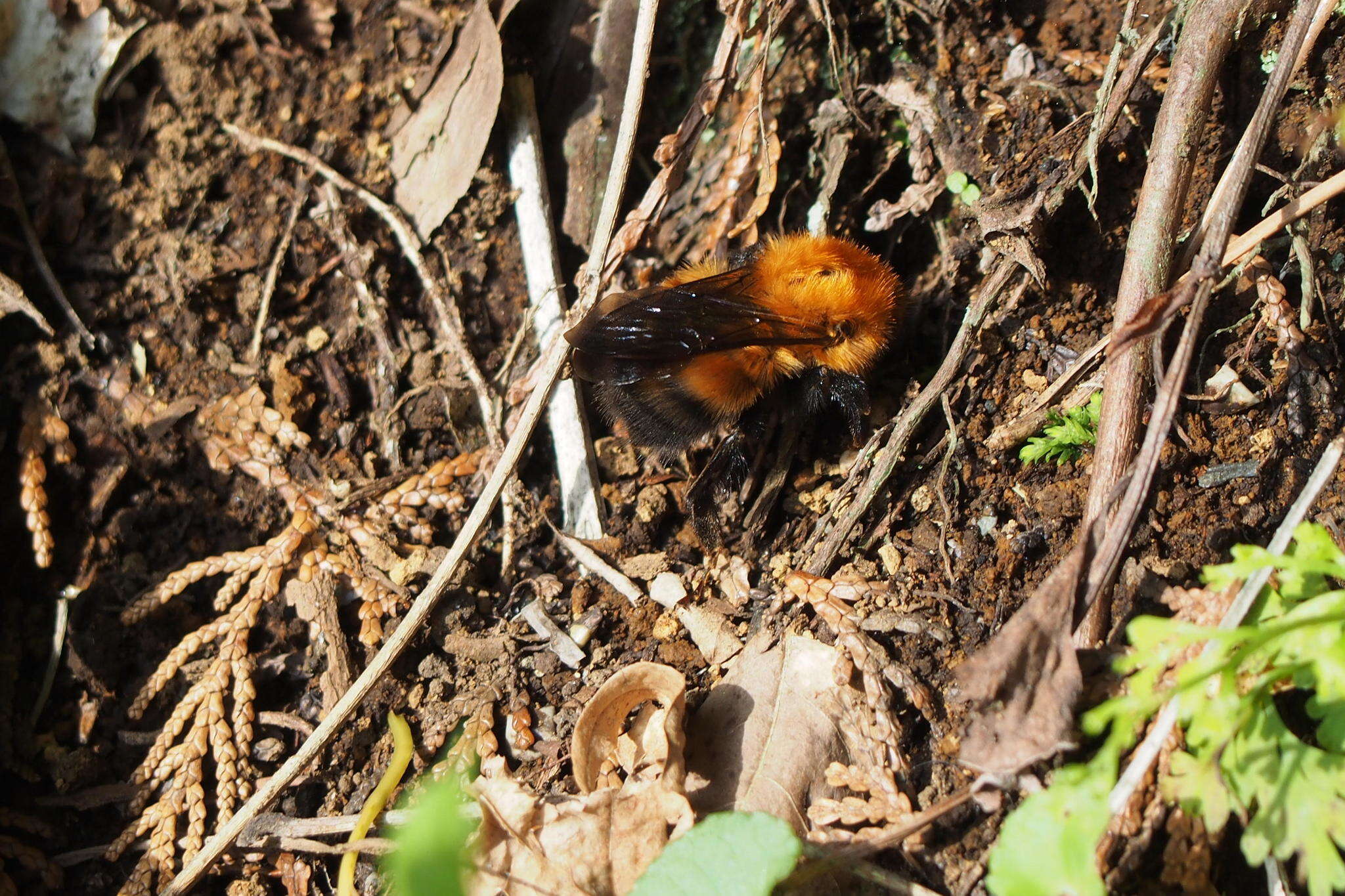 Image of Bombus diversus Smith 1869