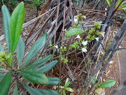 Imagem de Scaevola beckii Zahlbr.