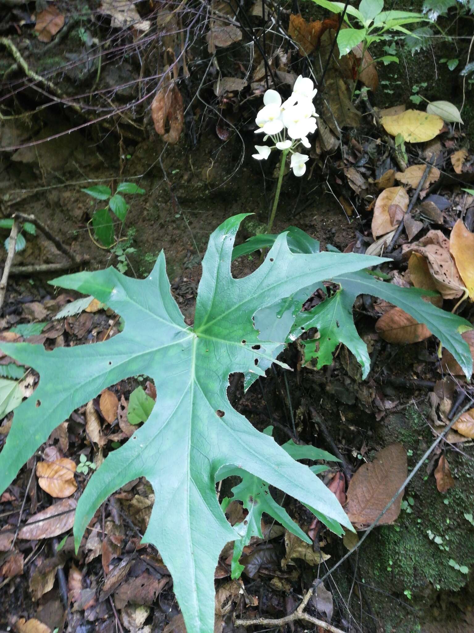 Image of Begonia philodendroides Ziesenh.