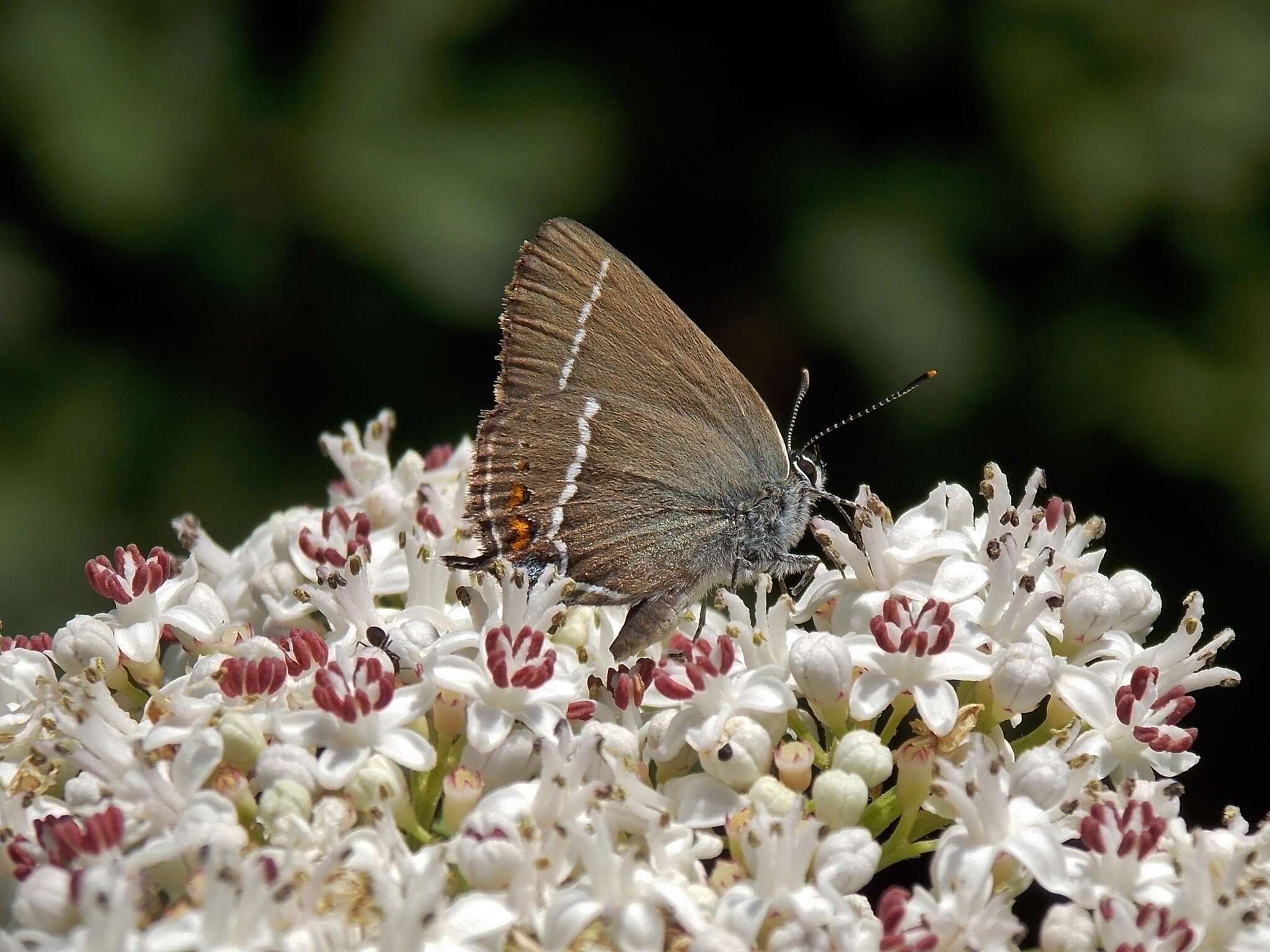 Satyrium spini (Denis & Schiffermüller 1775) resmi