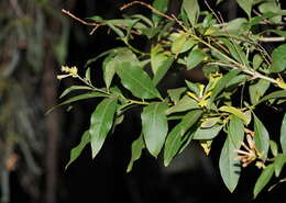 Image of Chilean jessamine