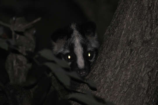 Image of Paguma larvata taivana Swinhoe 1862