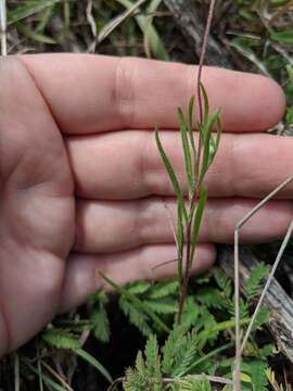 Image of fineleaf fournerved daisy