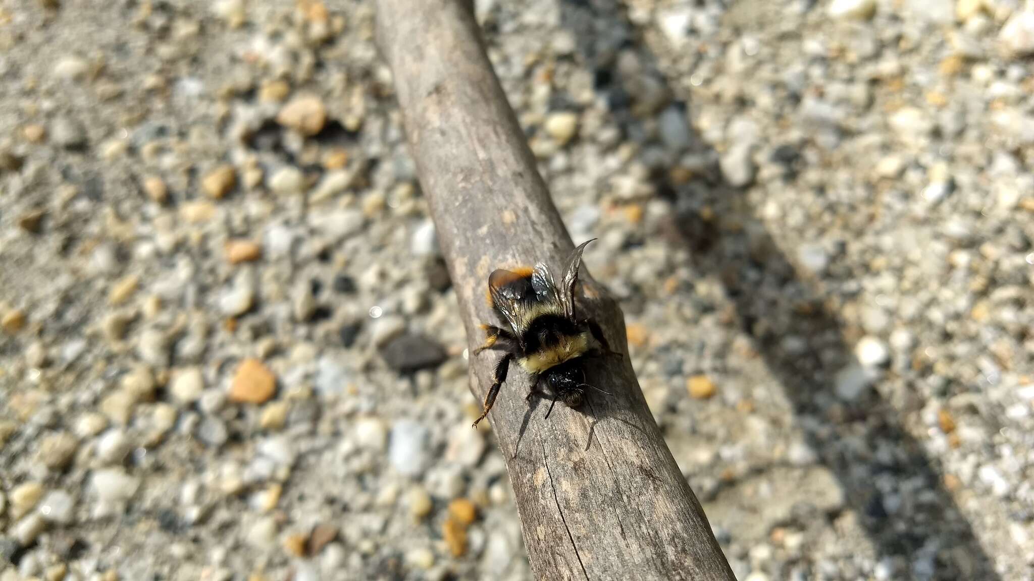 Image de Bombus inexspectatus (Tkalcu 1963)