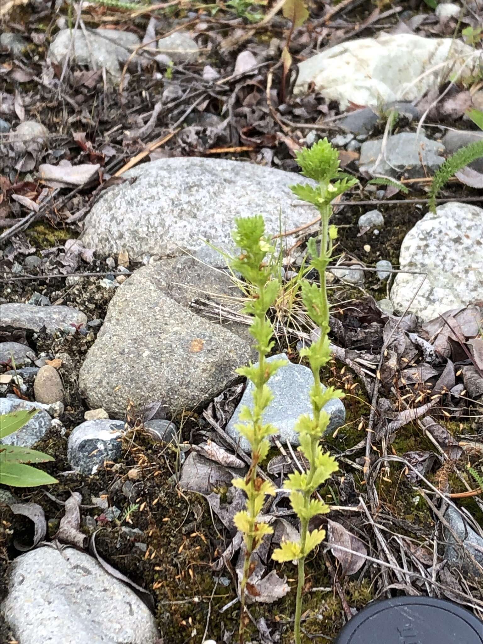 Imagem de Euphrasia subarctica Raup