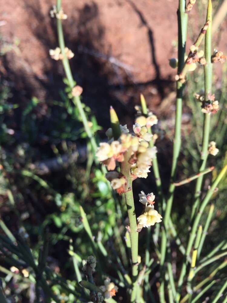 Image de Retanilla ephedra (Vent.) Brongniart