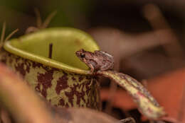 Image of Bornean Chorus Frog