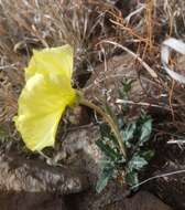 Plancia ëd Oenothera brachycarpa A. Gray