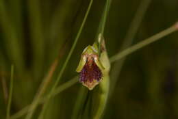 Calochilus caesius D. L. Jones的圖片