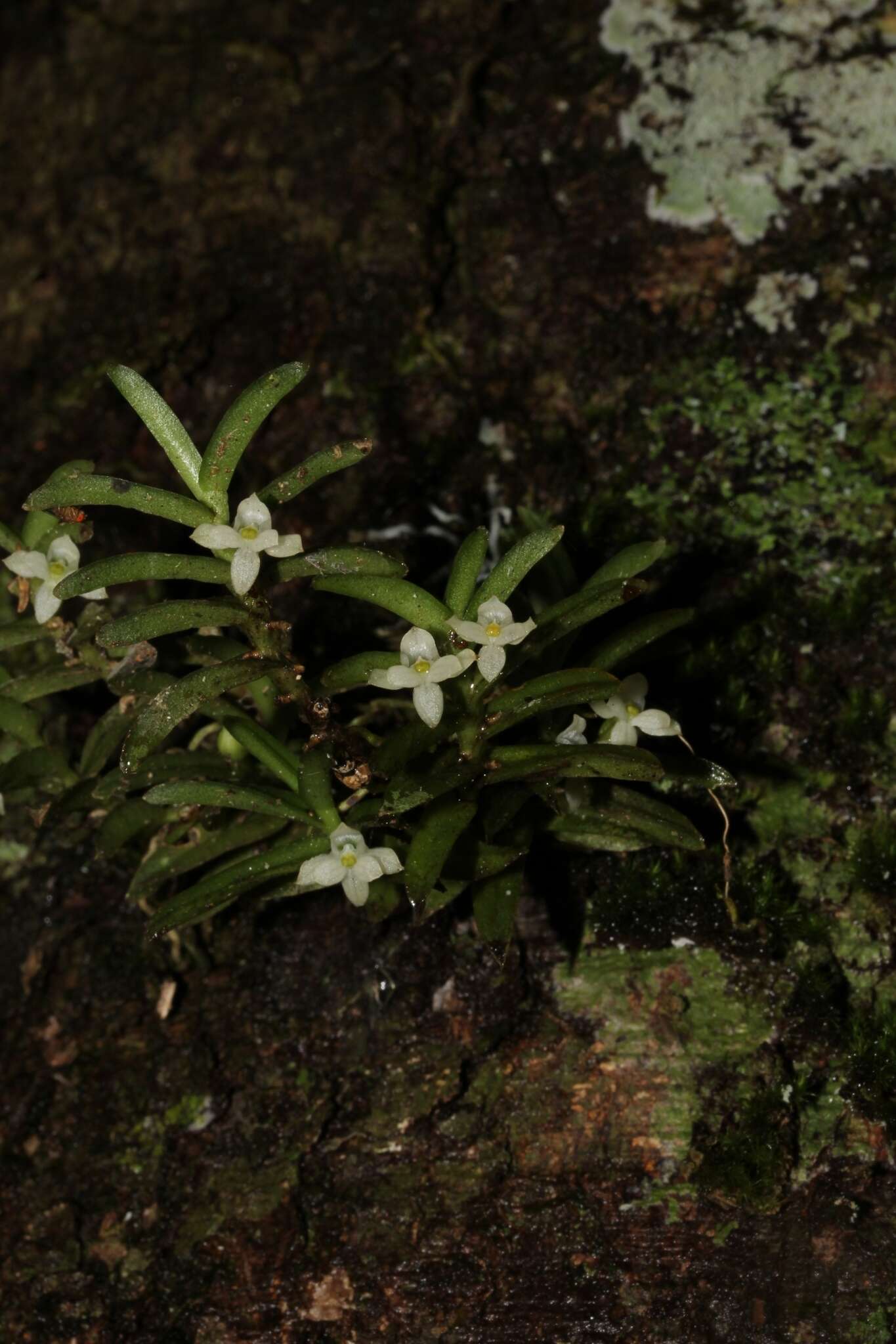 Image of Angraecum pterophyllum H. Perrier