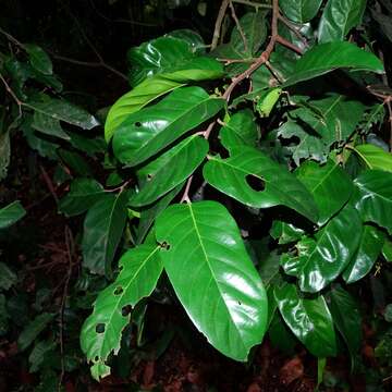 Image of Hopea ponga (Dennst.) D. J. Mabberley