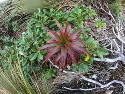 Imagem de Dracophyllum menziesii Hook. fil.