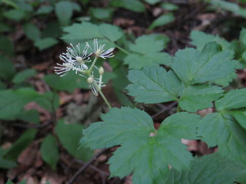 Image of Baneberry