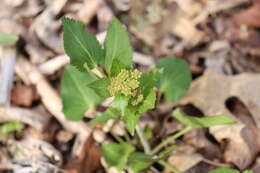 Sivun Zizia aptera (A. Gray) Fern. kuva