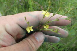 Image of stiff yellow flax