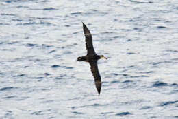 Image of Grey-headed Albatross