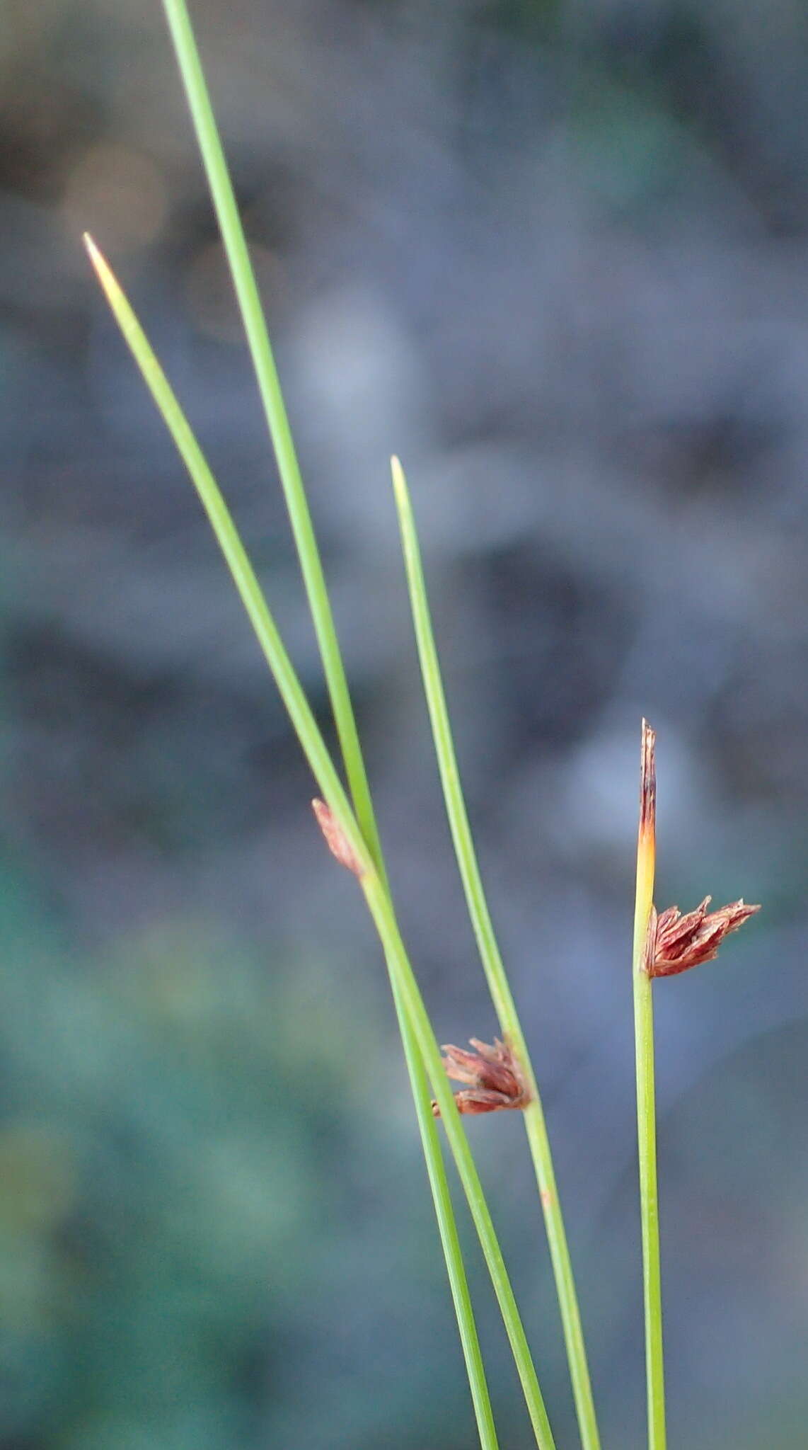 Image of Ficinia acuminata (Nees) Nees