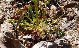 Image de Drosera stolonifera subsp. humilis (Planch.) N. Marchant