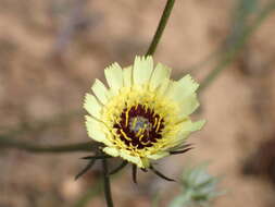 Imagem de Tolpis umbellata Bert.