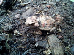 Image of Short-tailed horned lizard