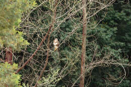 Image of Forest Buzzard