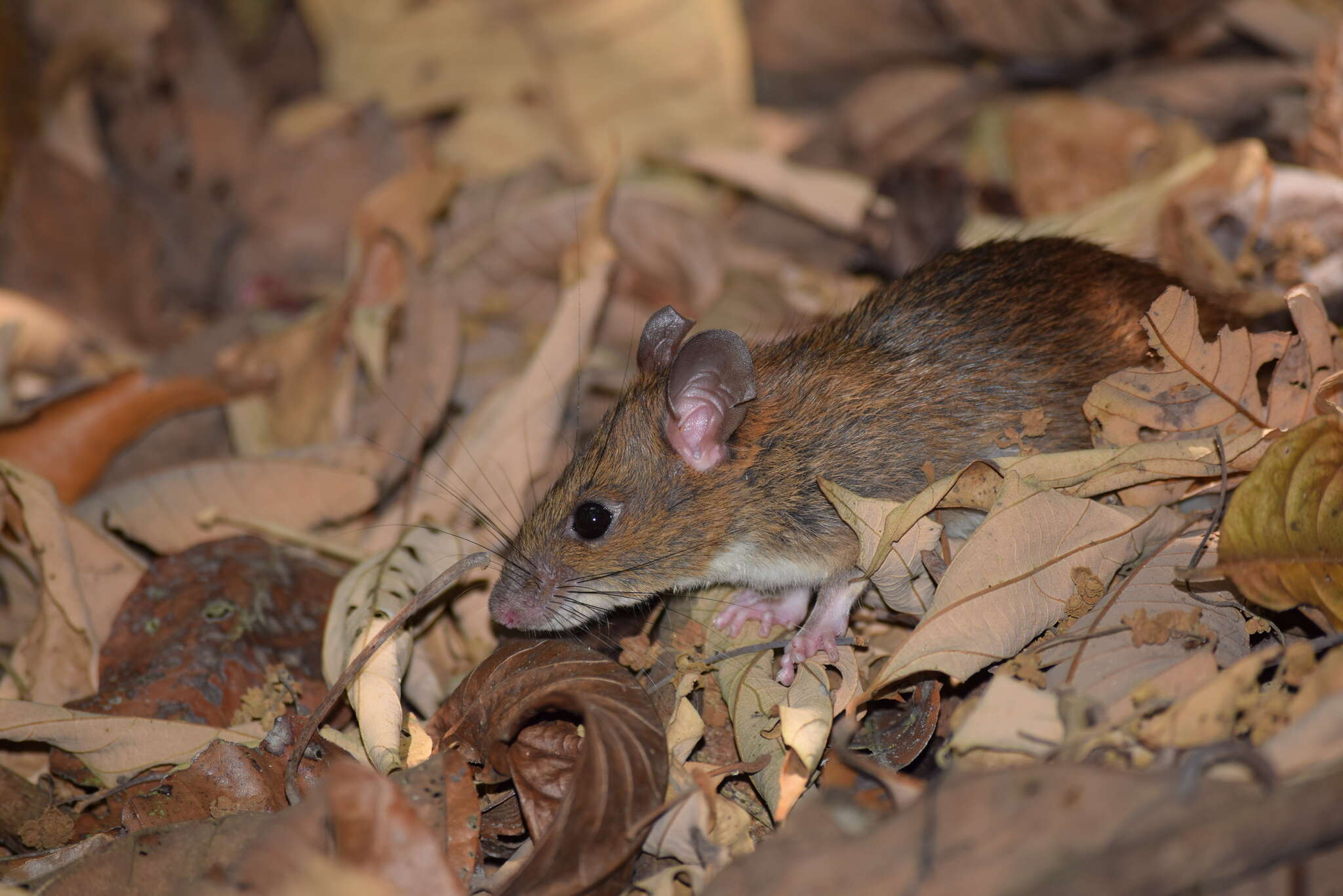 Image of Sahyadris Forest Rat