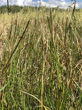 Image of Flat-Stem Spike-Rush