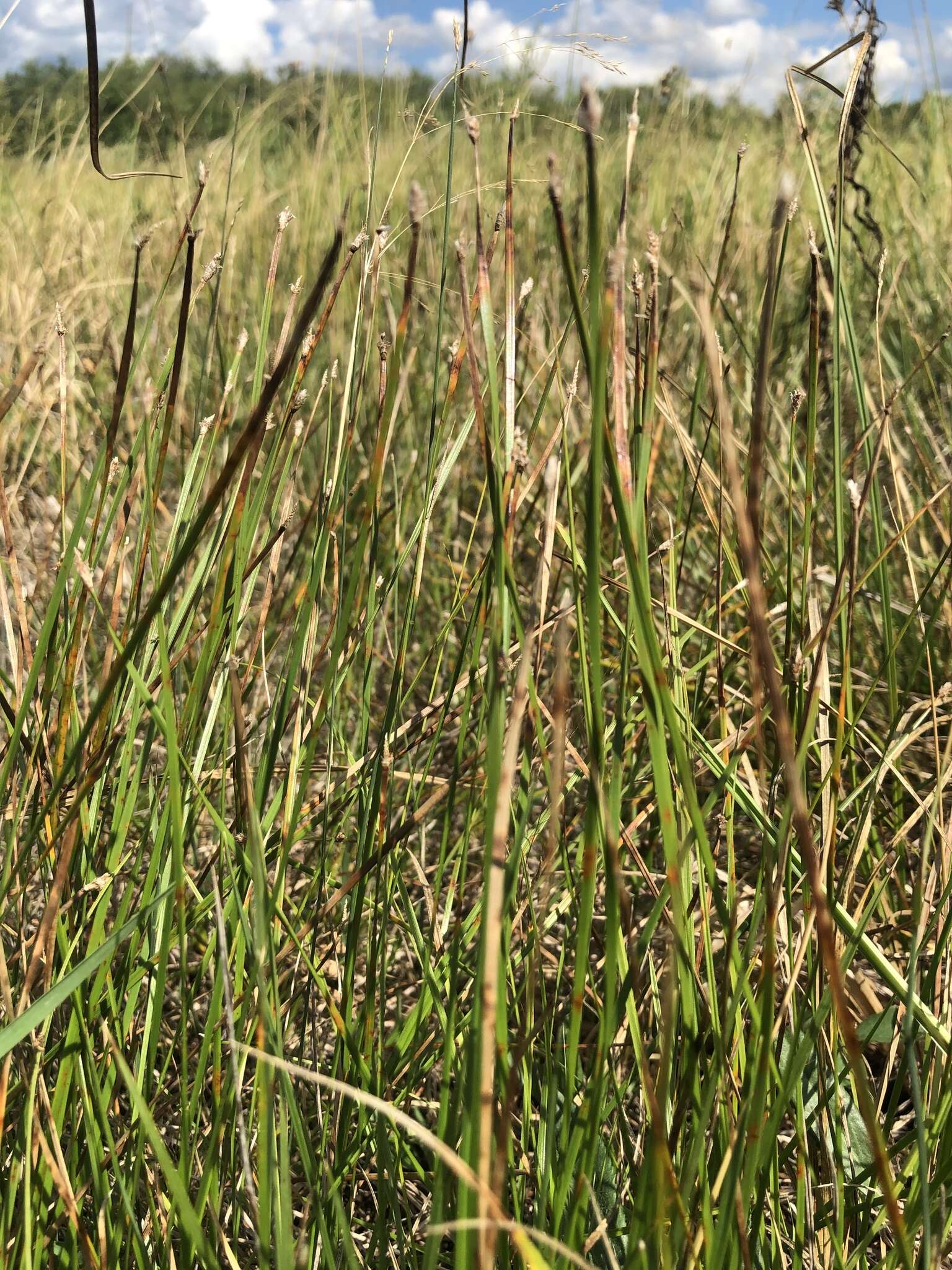 Image of Flat-Stem Spike-Rush