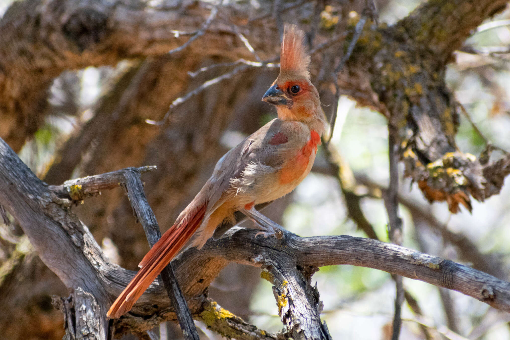 Imagem de Cardinalis cardinalis superbus Ridgway 1885