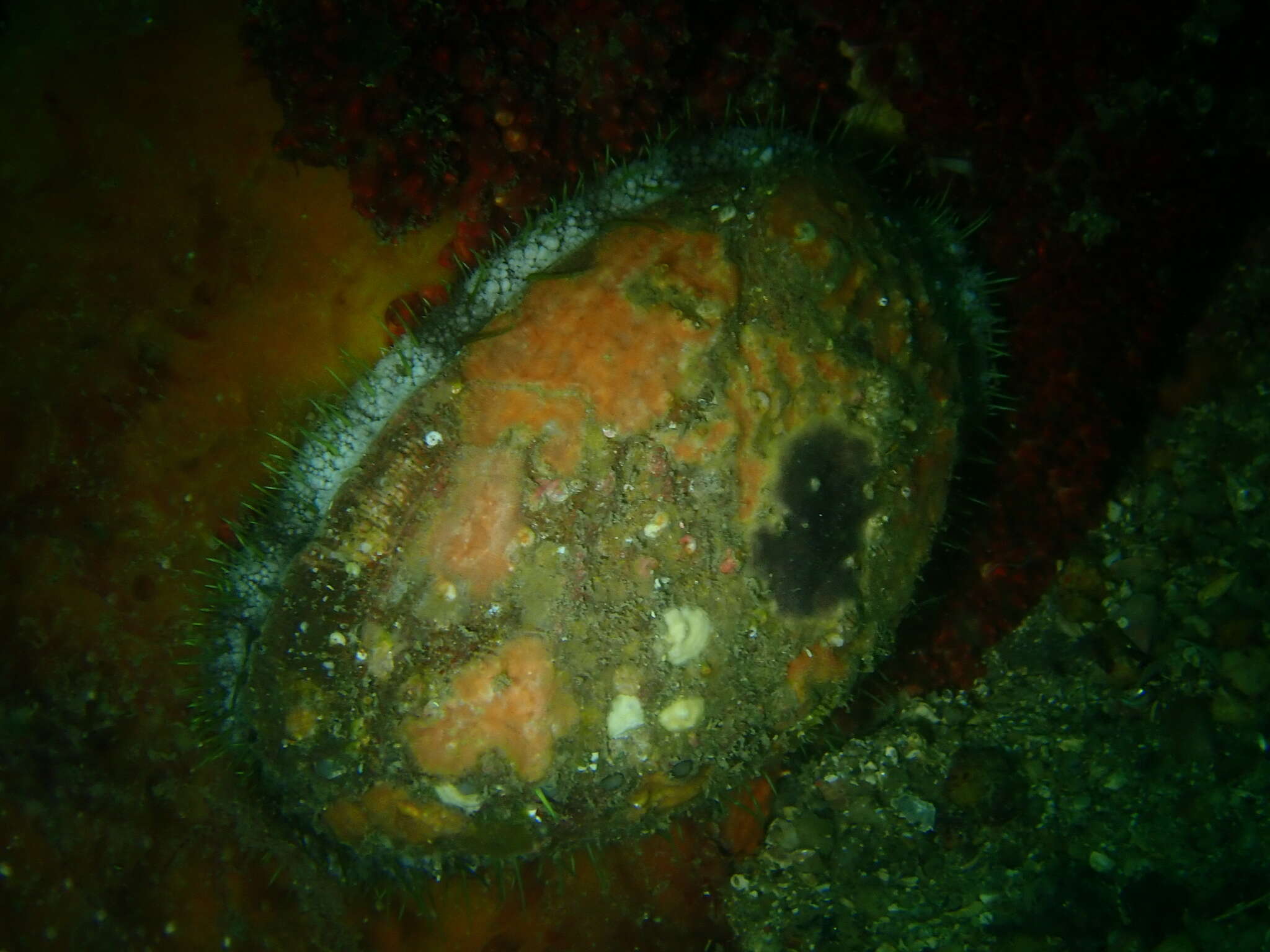 Image of Haliotis tuberculata tuberculata