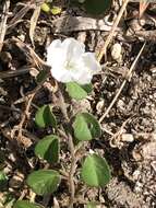 Image of Dwarf Bindweed