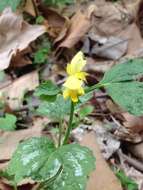 Image of Lamium galeobdolon subsp. argentatum (Smejkal) J. Duvign.