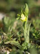 Image of Ophrys sphegodes subsp. passionis (Sennen) Sanz & Nuet