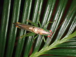 Image of Long-spurred Meadow Katydid