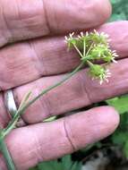 Image of Huger's carrionflower