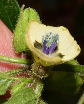 Image of Physalis leptophylla Robinson & Greenm.