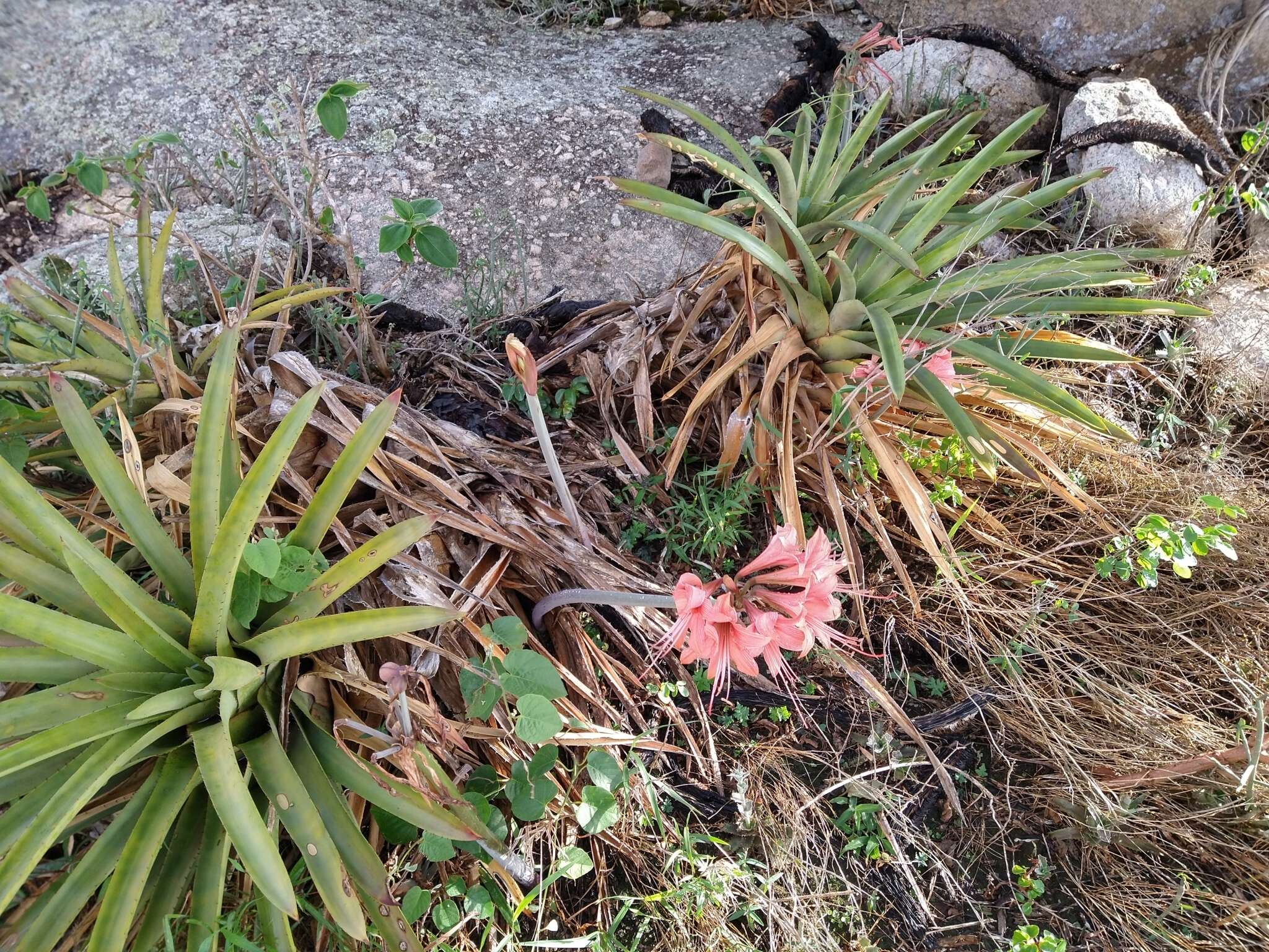 Слика од Hippeastrum stylosum Herb.