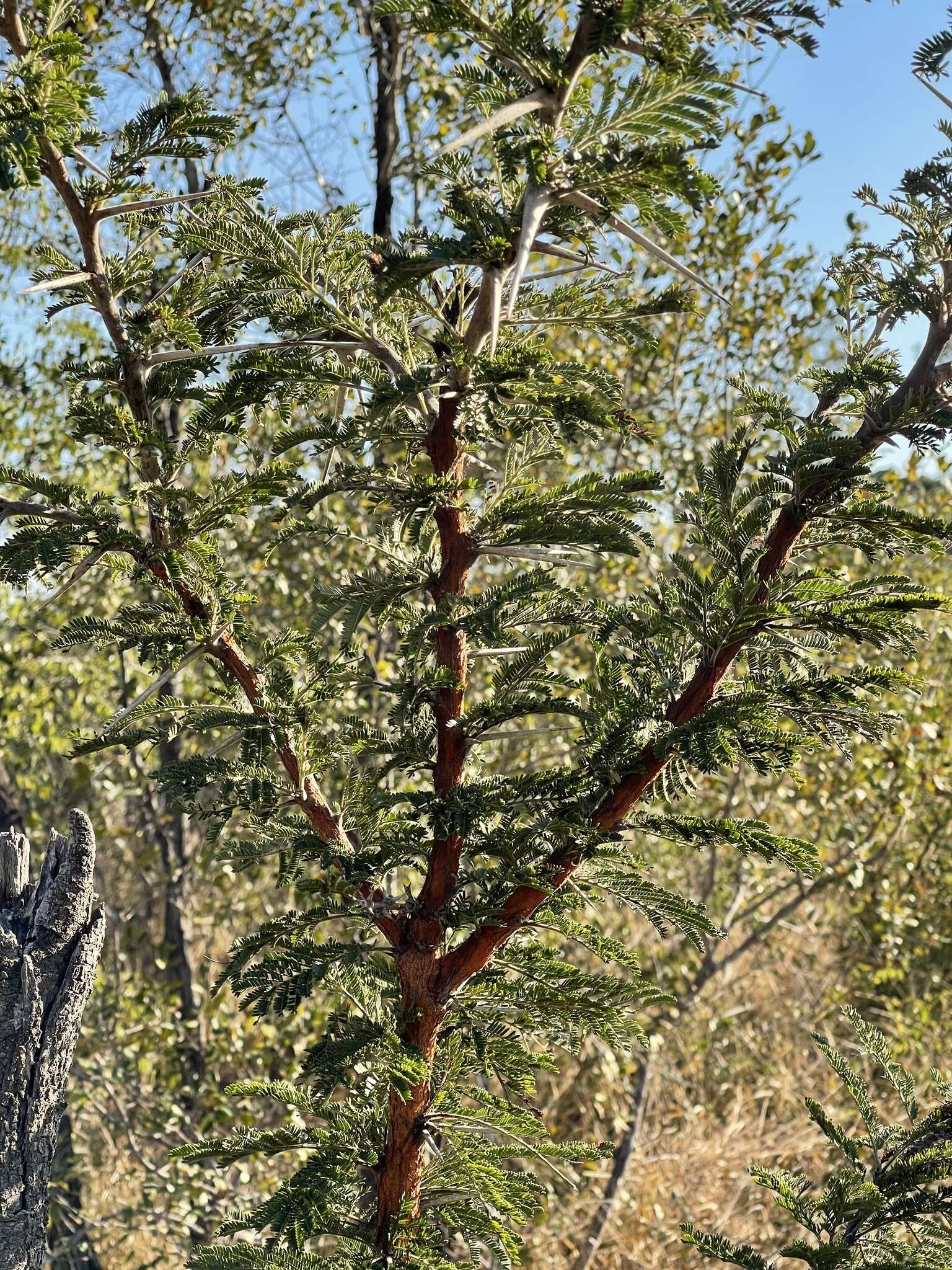 Image of Grey-haired acacia