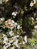 Plancia ëd Epacris serpyllifolia R. Br.