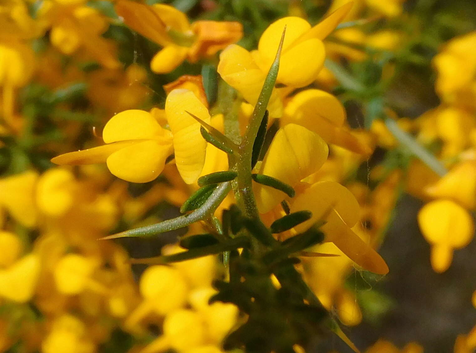 Image of Genista triacanthos Brot.