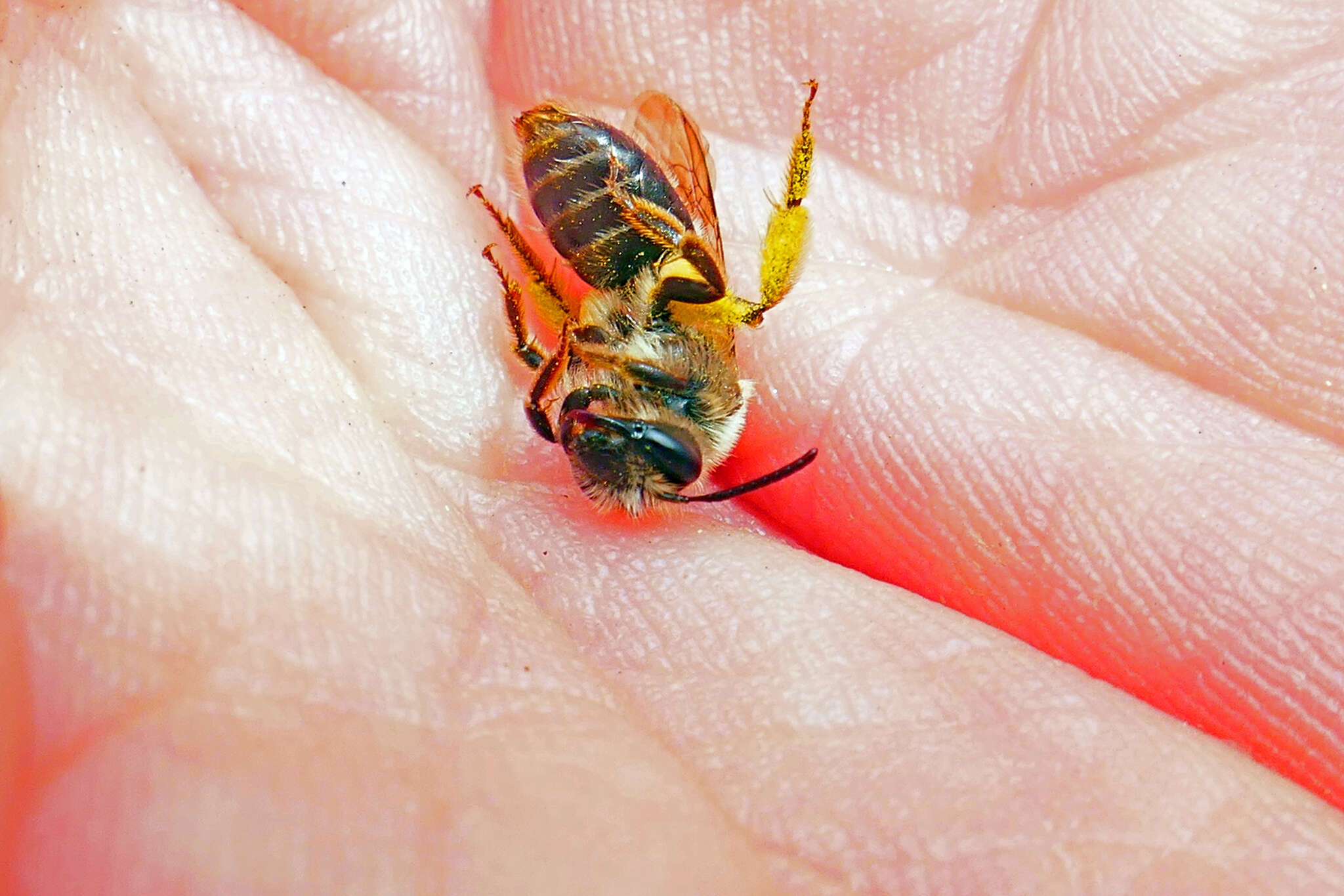 Image of Andrena rufosignata Cockerell 1902